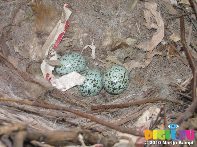 SX13820 Birds nest with eggs in Bronllys Castle